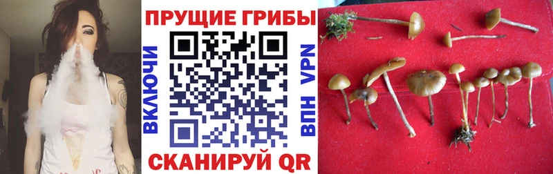 Псилоцибиновые грибы мухоморы Белокуриха